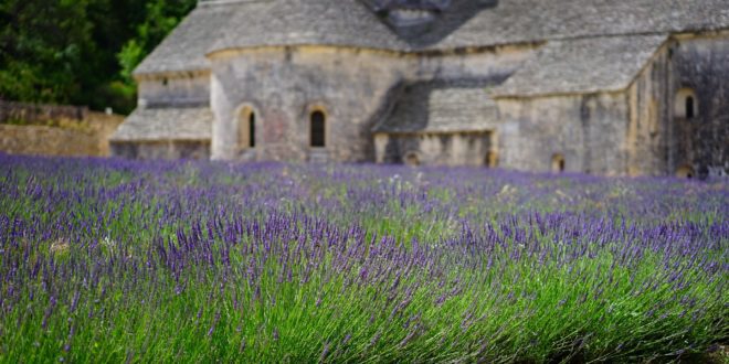 fioritura lavanda